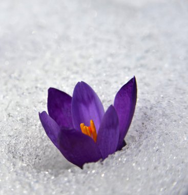 crocus in snow_