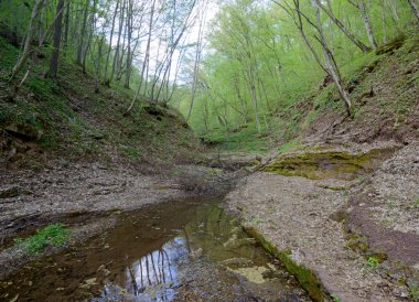 minyatür yeşil Kanyon