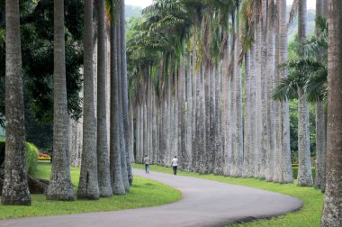 Kandi caddede Palm