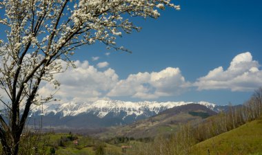 çiçeği ağaç bahar sahne