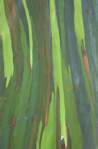 Eucalyptus schors als achtergrond — Stockfoto