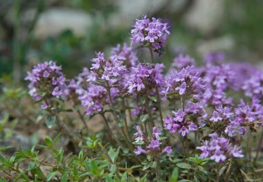 Thyme in nature_close-up clipart