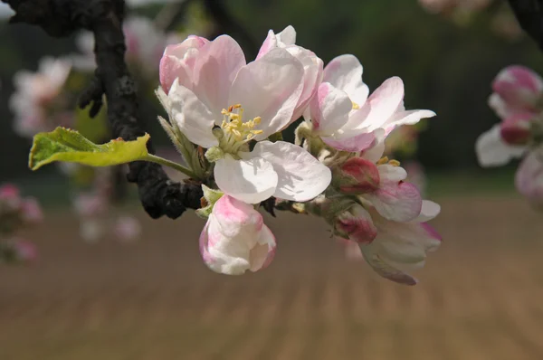 Flor de manzano — Foto de Stock