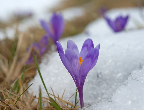 Фиолетовый крокус на краю снега — стоковое фото