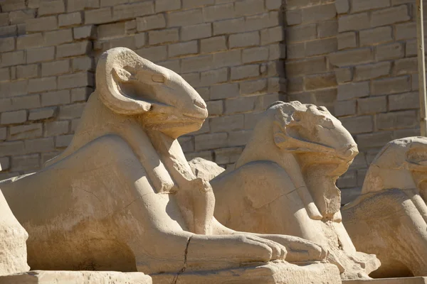 Sphinxes - Luxor, Egypt Stock Image