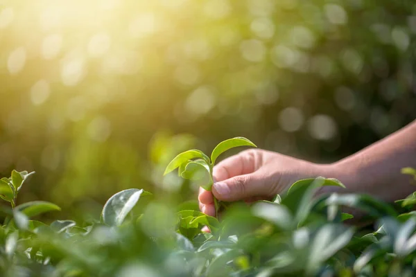 Närbild Hand Med Plocka Färska Teblad Naturliga Ekologiska Grönt Gård — Stockfoto