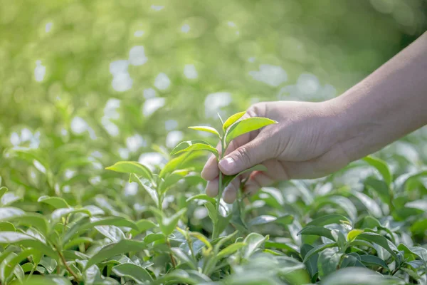 Närbild Hand Med Plocka Färska Teblad Naturliga Ekologiska Grönt Gård — Stockfoto