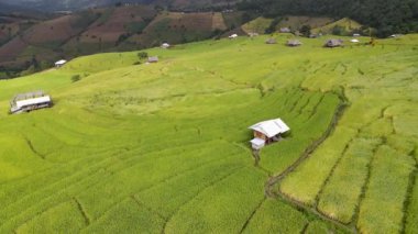 Havadan bakıldığında pirinç tarlaları, ekin için doğal, dağda pirinç tarlası terası.