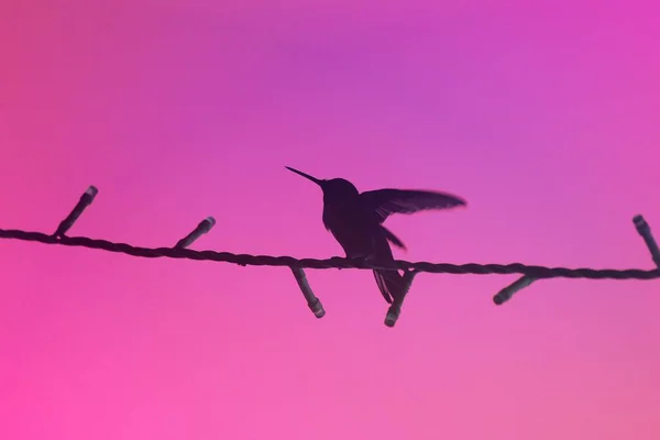 Silhouette Colibri Posant Coucher Soleil Photomanipulation — Photo