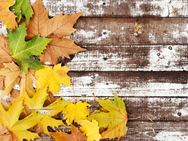 Kolorowe Liście Jesieni Białym Drewnianym Tle Rustykalnym — Zdjęcie stockowe
