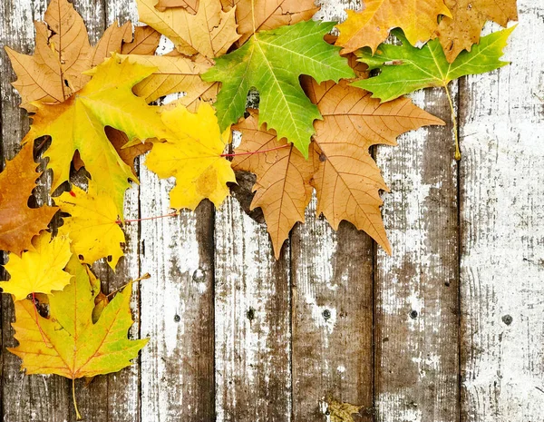 Kolorowe Liście Jesieni Białym Drewnianym Tle Rustykalnym — Zdjęcie stockowe