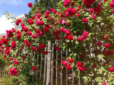 Pembe Gül Çalısı. Gül Çiçekleri Arkaplanı 