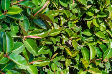 Taze Yeşil Yapraklar Bush Arkaplanı