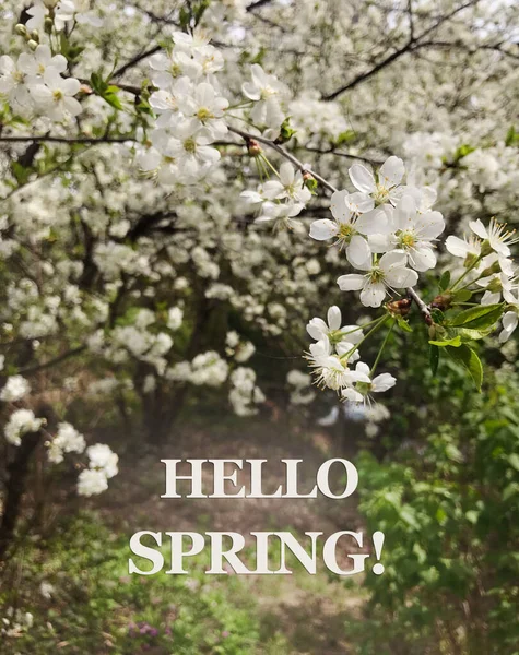 Ciao Messaggio Primavera Con Bellissimo Sfondo Alberi Ciliegio Fiore — Foto Stock
