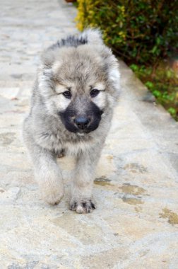 Pofuduk Kafkas Bebek Çoban Köpeği Yürüyüşü