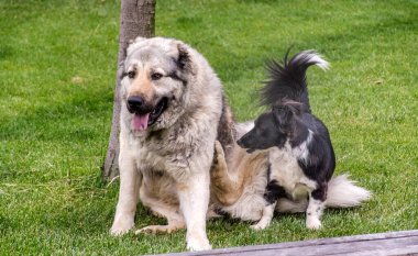 Kafkas Çoban Köpeği Siyah Köpekle Oynuyor