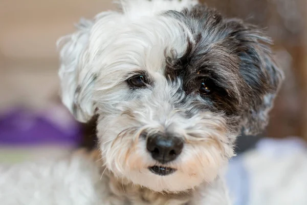 Dolce Bianco Havanese Cane Con Orecchio Nero — Foto Stock