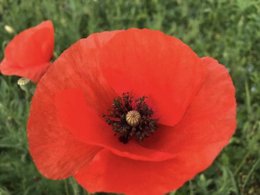 Yeşil Yaz Çayırında Kırmızı Gelincik Çiçeği