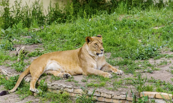 Lion Femelle Étendu Sur Herbe Dans Zoo — Photo