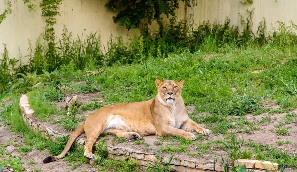 León Hembra Acostado Hierba Zoológico —  Fotos de Stock