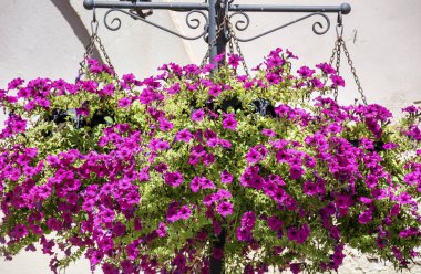 Sokak dekorasyonu için saksıda çiçek açan pembe Petunya çiçekleri. Açık havada asılı Çiçekler