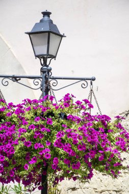 Sokak dekorasyonu için saksıda çiçek açan pembe Petunya çiçekleri. Açık havada asılı Çiçekler