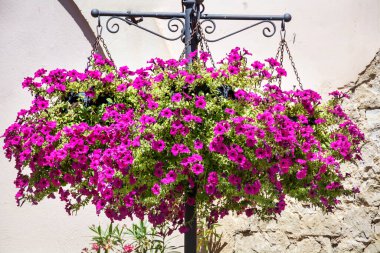Sokak dekorasyonu için saksıda çiçek açan pembe Petunya çiçekleri. Açık havada asılı Çiçekler