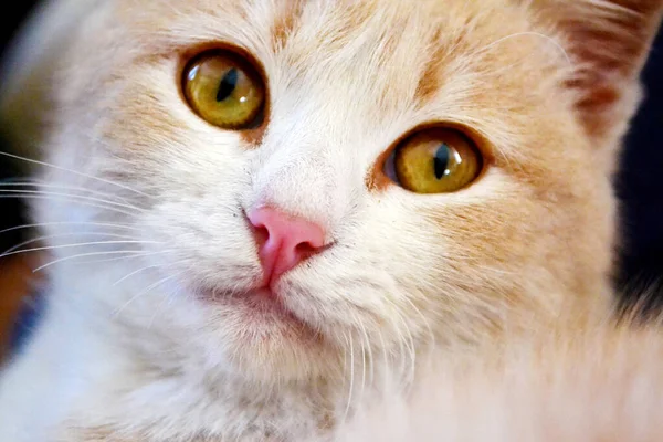 Close Van Een Mooie Witte Kat Met Groene Ogen — Stockfoto