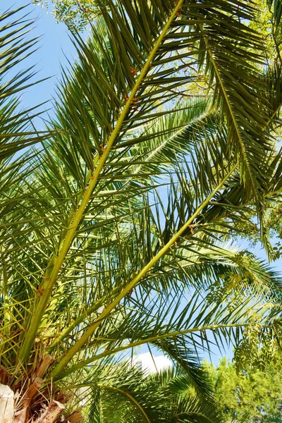 Schöne Tropische Hintergrund Mit Palme Auf Blauem Himmel — Stockfoto