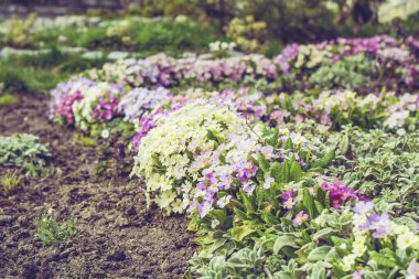 Bahar bahçesinde açan Primrose çiçekleri