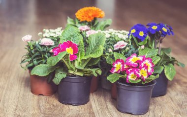 Çuha çiçekleri ve karanfiller küçük saksılarda Tahta bir arka planda