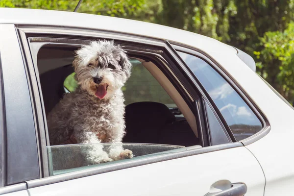 Біла Гаванська Собака Теплому Автомобілі Відкритим Вікном Влітку — стокове фото
