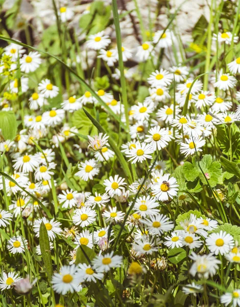 Many Daisy Flowers Blooming on a Spring Meadow. Flowers Background