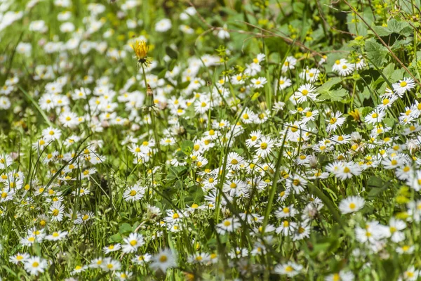 Wiele Kwiatów Daisy Kwitnących Wiosennej Łące Kwiaty Tle — Zdjęcie stockowe