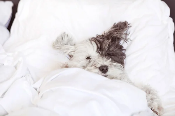 White Havanese Dog Śpi Łóżku Człowieka — Zdjęcie stockowe