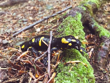 Ormanda Benekli Semender. Sarı Noktalı Siyah Kertenkele.
