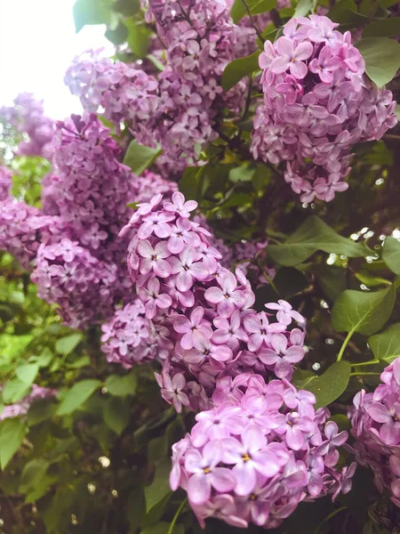 Bellissimi Fiori Lilla Viola Giardino Primaverile Flowers Sfondo Spring Tempo — Foto Stock