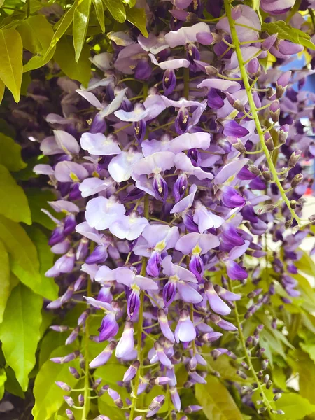 Glicine Viola Fiori Fiore Primavera — Foto Stock