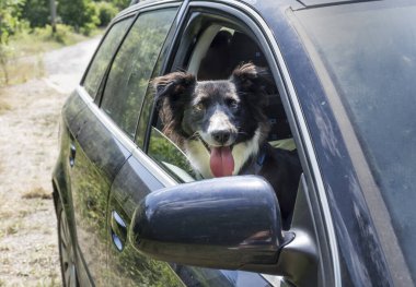 Black Dog in Warm Car with Open Window in the Summer