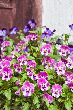 Small  Purple and Blue Viola Flowers in a Pot