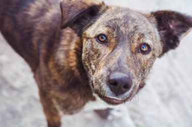 Büyük Kahverengi Evsiz Köpek Kameraya Bakıyor 