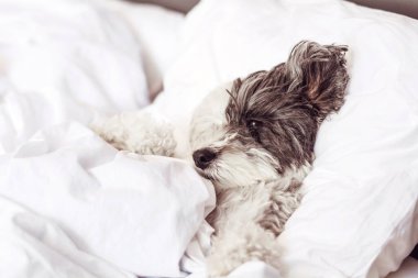 Beyaz Havan Köpeği İnsan Yatağında Uyuyor