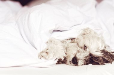Beyaz Havan Köpeği İnsan Yatağında Uyuyor