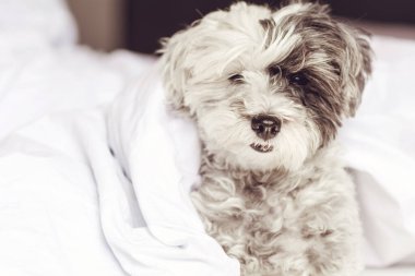 Beyaz Havan Köpeği İnsan Yatağında Uyuyor
