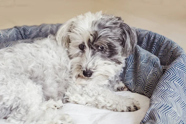 Λευκό Havanese Dog Χαλάρωση Ένα Κρεβάτι Σκύλου — Φωτογραφία Αρχείου