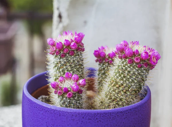 Rózsaszín Virágzó Kaktuszvirág Egy Edényben Otthon Dekoráció Virágzó Succulent Növények — Stock Fotó