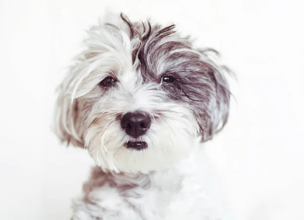 Sladký Bílý Havanský Pes Černým Rokem Portrét Psa Při Pohledu — Stock fotografie