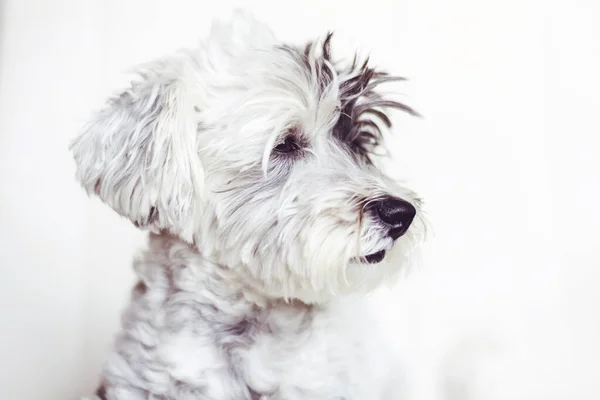 Cão Havanês Branco Doce Com Ano Negro Retrato Cão Olhando — Fotografia de Stock