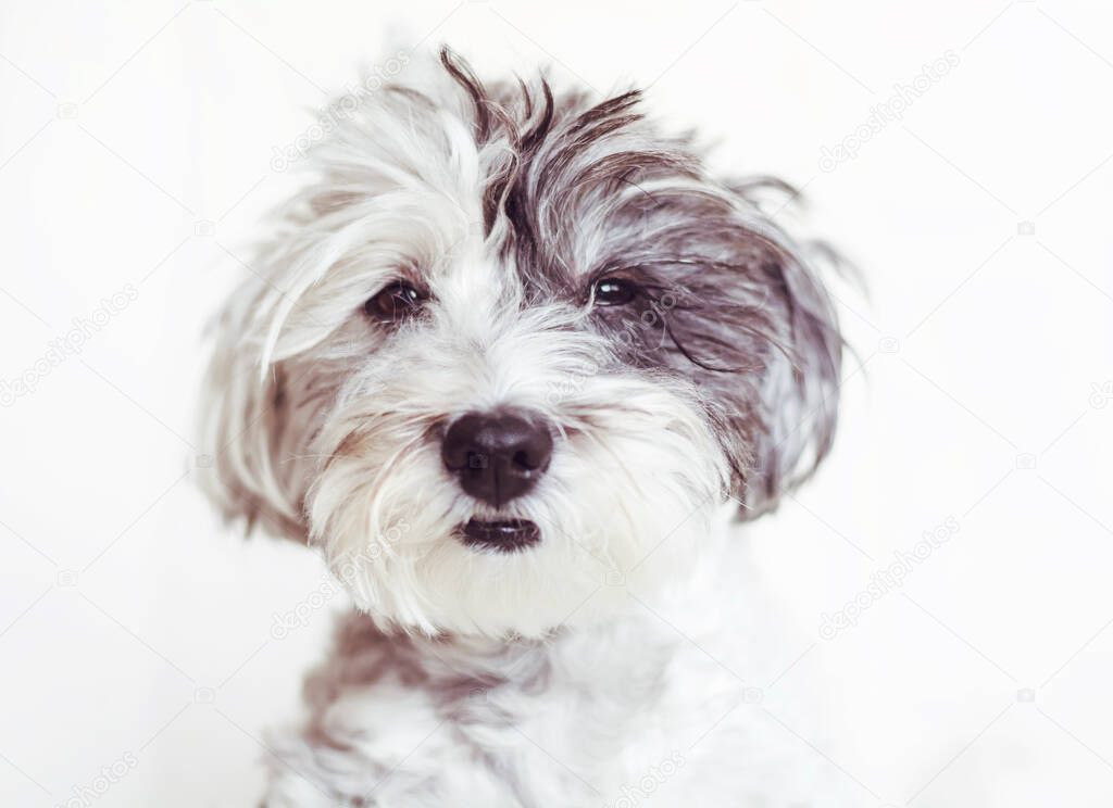 Sweet White Havanese Dog with Black Year . Portrait of Dog Looking at the Camera on a White Background.