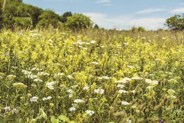 Bahar Çayırı 'nda çiçek açan bir sürü Daisy Çiçeği. Çiçek Arkaplanı